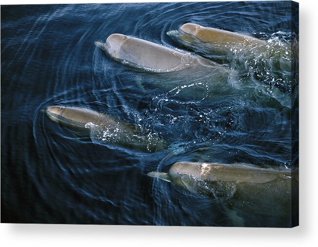 Feb0514 Acrylic Print featuring the photograph Bottlenose Whales Surfacing Nova Scotia by Flip Nicklin