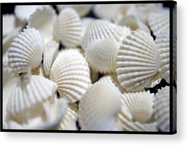 Macro Acrylic Print featuring the photograph Bounty of Shells by Laurie Perry