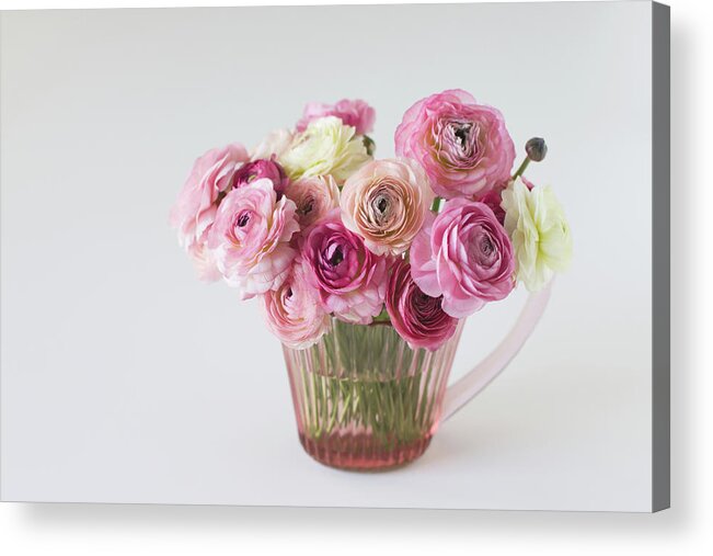 White Background Acrylic Print featuring the photograph Bouquet Of Pink Ranunculus by Elin Enger
