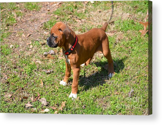 Boxer Puppy 2 Acrylic Print featuring the photograph Boxer Puppy 2 by Maria Urso