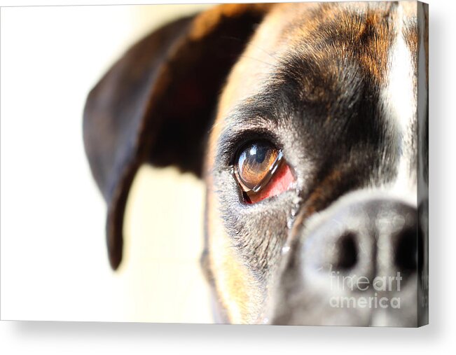 Boxer Acrylic Print featuring the photograph Boxer's eye by Jana Behr
