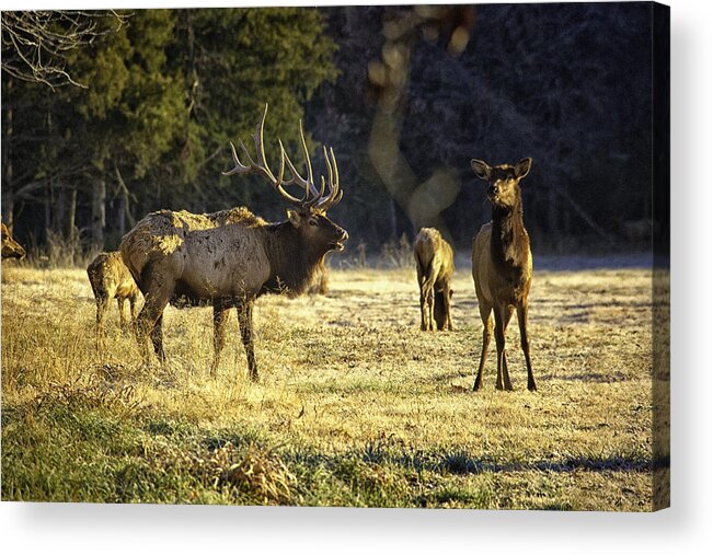 Bull Elk Acrylic Print featuring the photograph Boxley Stud and Cow Elk by Michael Dougherty