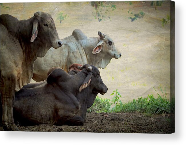 Brahman Acrylic Print featuring the photograph Brahman Cattle by Peggy Collins