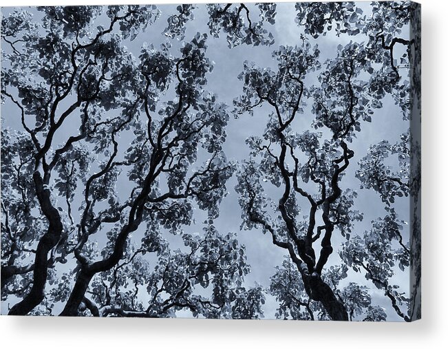 Branches Across Acrylic Print featuring the photograph Branches Across by Rachel Cohen