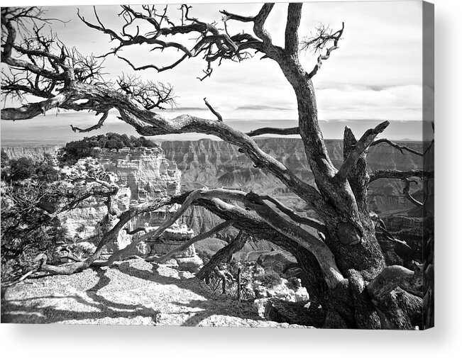 Landscape Acrylic Print featuring the photograph Branches by Richard Gehlbach