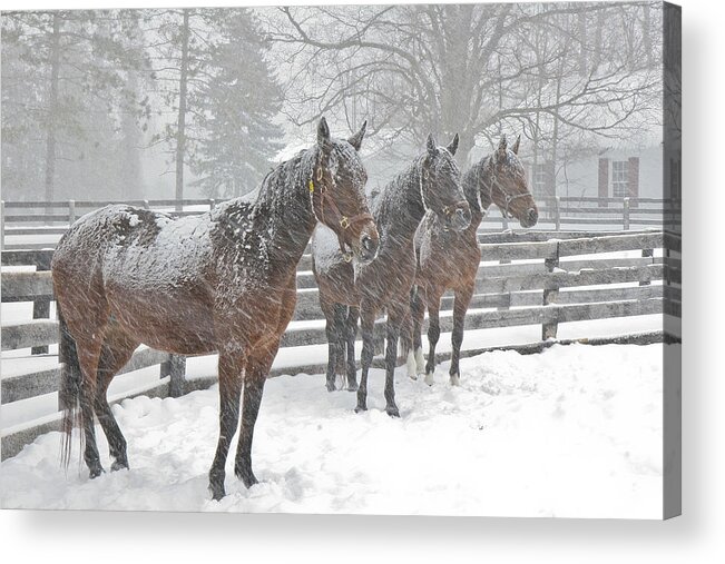 Horses Acrylic Print featuring the photograph Braving the Storm by Gary Hall