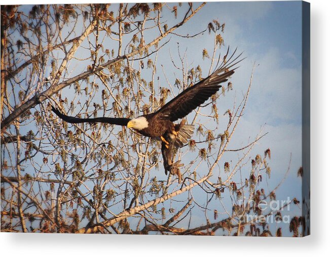 American Bald Eagle Acrylic Print featuring the photograph Breakfast by Bob Hislop