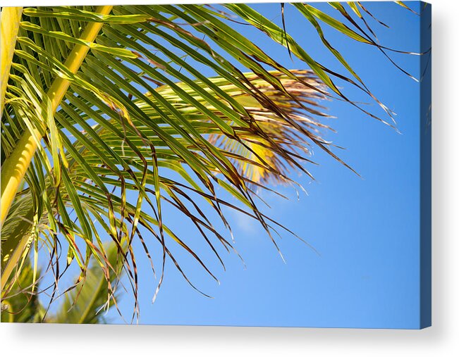 Puerto Morelos Acrylic Print featuring the photograph Breezy Palm Fronds by Allan Van Gasbeck