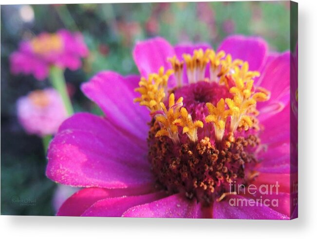 Bloom Acrylic Print featuring the photograph Bridgets Bloom by Robert ONeil