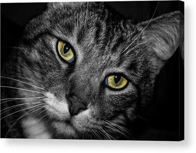 Animal Eyes Acrylic Print featuring the photograph Bright Eyes by Doug Long