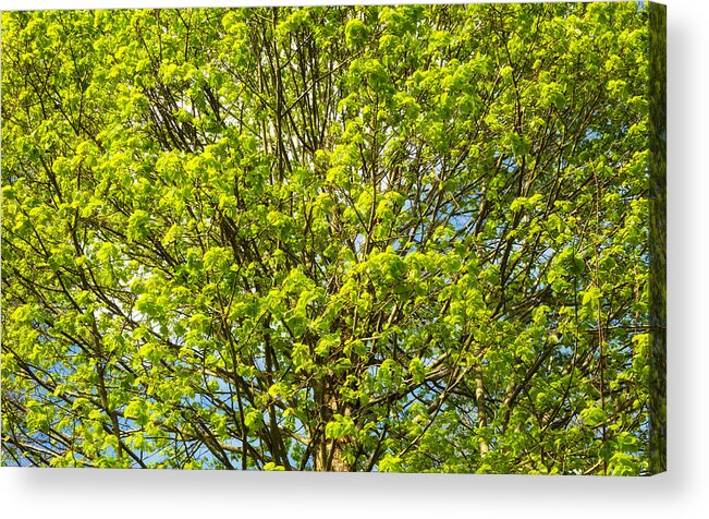 Green Acrylic Print featuring the photograph Bright green leaves of a tree in early spring by Matthias Hauser