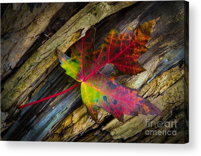 Defiance Acrylic Print featuring the photograph Bright Leaf by Michael Arend