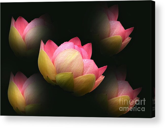 Lotus Abstract Acrylic Print featuring the photograph Bright Lotus Echoes by Byron Varvarigos