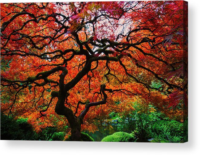 Fall Color Acrylic Print featuring the photograph Bright Red Color Maple by Hisao Mogi