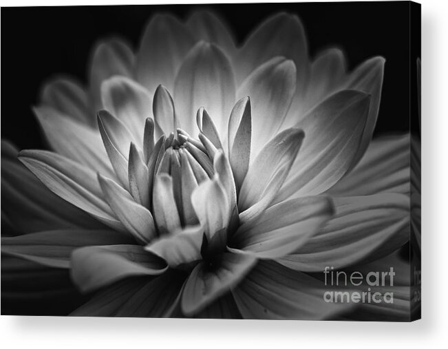 # Nature Acrylic Print featuring the photograph Brilliance by Mary Lou Chmura
