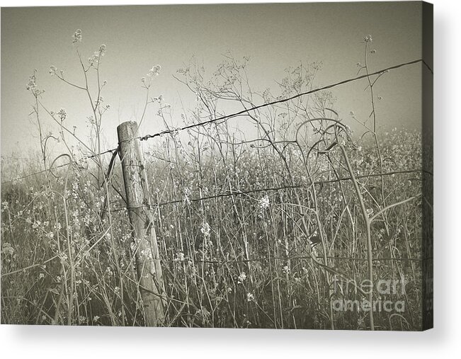 Wildflowers Acrylic Print featuring the photograph Brimming by Parrish Todd