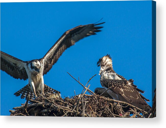 Osprey Acrylic Print featuring the photograph Bringing Home Dinner by Cathy Kovarik