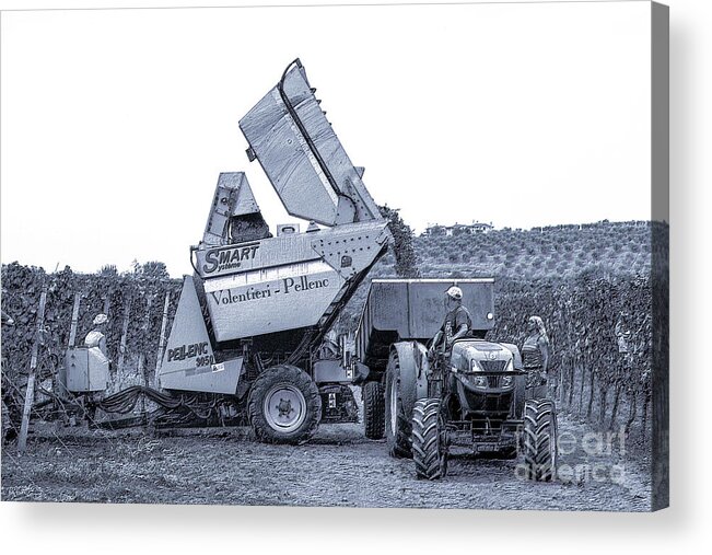 Frascati Acrylic Print featuring the photograph Bringing In The Grape Harvest Mechanically by Peter Noyce
