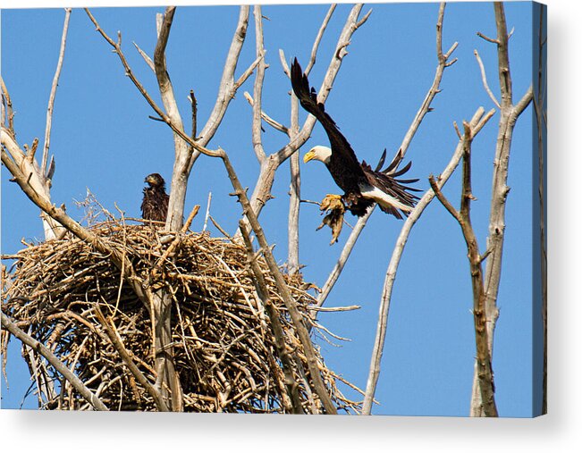 Bald Eagle Photograph Acrylic Print featuring the photograph Bringing up Baby by Jim Garrison