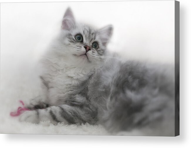 Felidae Acrylic Print featuring the photograph British Longhair Kitten by Melanie Viola