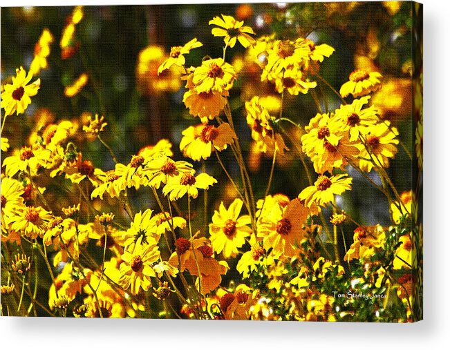 Brittle Bush In Bloom Acrylic Print featuring the photograph Brittle Bush In Bloom by Tom Janca