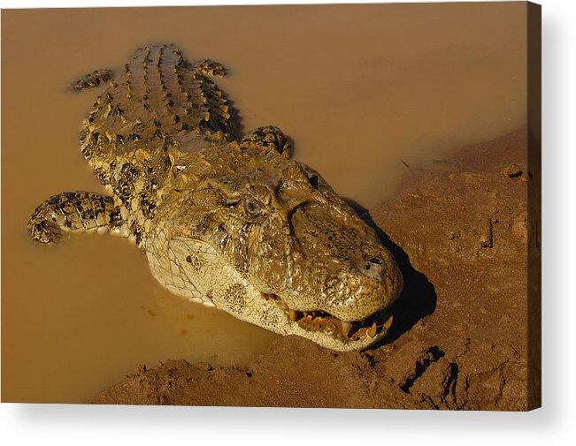 Feb0514 Acrylic Print featuring the photograph Broad-snouted Caiman South America by Pete Oxford