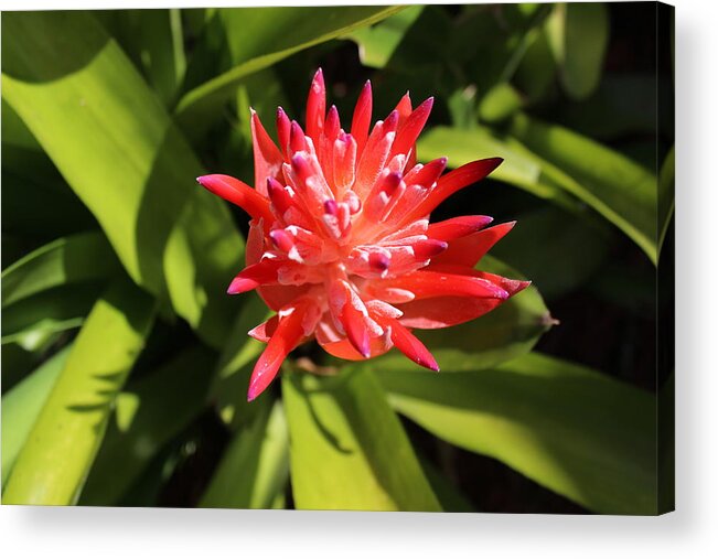 Flower Acrylic Print featuring the photograph Bromeliad by Alicia Roman