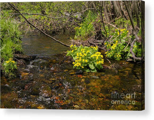 Cook's Run Acrylic Print featuring the photograph Brook trout country by Dan Hefle