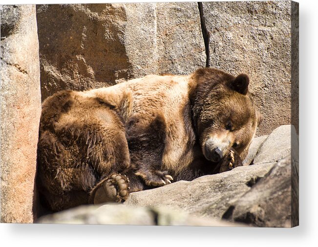 Brown Bear Acrylic Print featuring the photograph Brown bear asleep again by Flees Photos