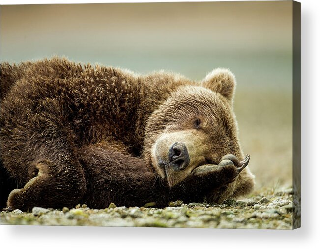 Brown Bear Acrylic Print featuring the photograph Brown Bear, Katmai National Park, Alaska by Paul Souders