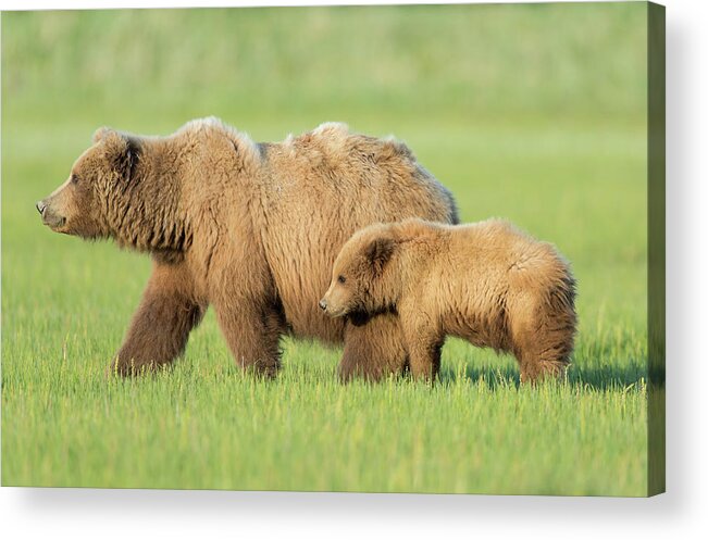 Brown Bear Acrylic Print featuring the photograph Brown Bear Mother And Cub, Alaska by David & Shiela Glatz Www.glatznaturephoto.com