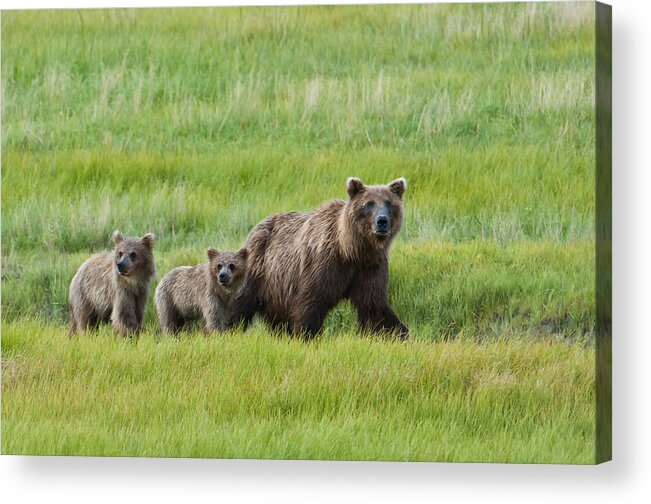 Hart Acrylic Print featuring the photograph Brown Bear Sow Walks With Her Cubs by Cathy Hart