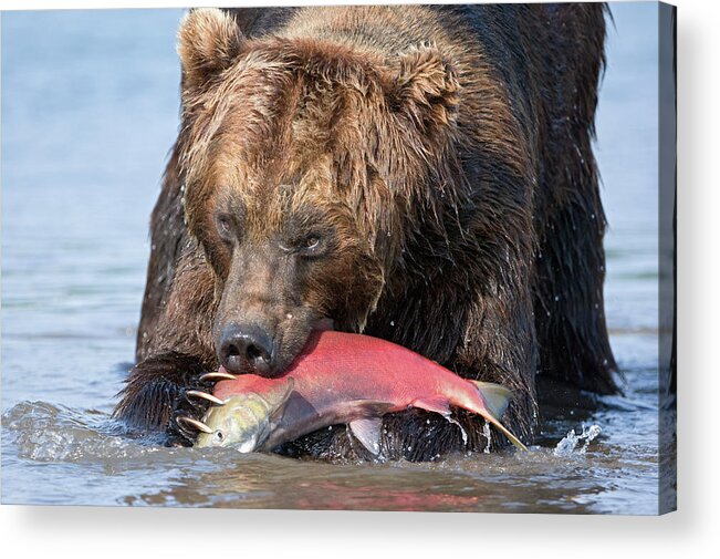 00782125 Acrylic Print featuring the photograph Brown Bear Ursus Arctos Feeding by Sergey Gorshkov