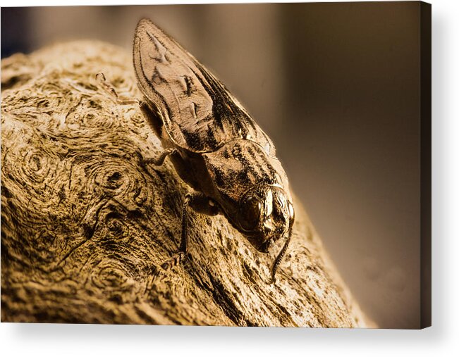 Insecta Acrylic Print featuring the photograph Brown Buprestid Beetle 2 by Douglas Barnett