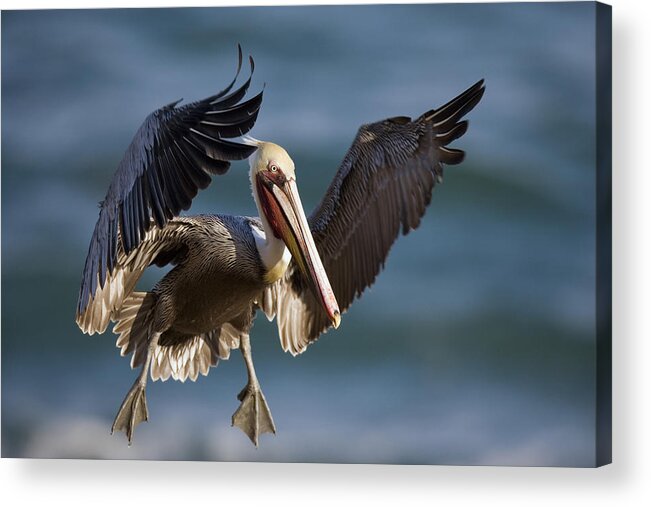 Feb0514 Acrylic Print featuring the photograph Brown Pelican Flying California by Tom Vezo