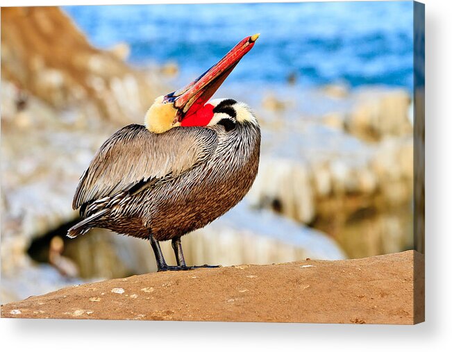 Pelican Acrylic Print featuring the photograph Brown Pelican Mating Season Display by Ben Graham