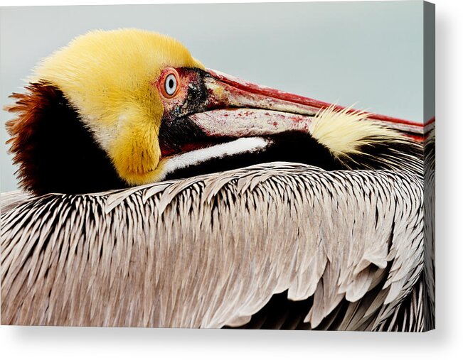 Brown Pelican Acrylic Print featuring the photograph Brown Pelican Profile by Ben Graham