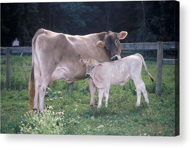 Affection Acrylic Print featuring the photograph Brown Swiss by Bonnie Sue Rauch