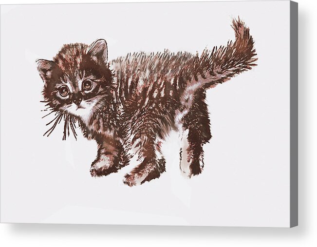Cat Acrylic Print featuring the photograph Brown Tabby Kitten by Jane Schnetlage