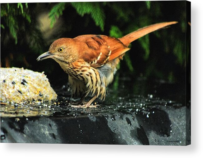 Tozostoma Rufum Acrylic Print featuring the photograph Brown Thrasher by Dennis Baswell