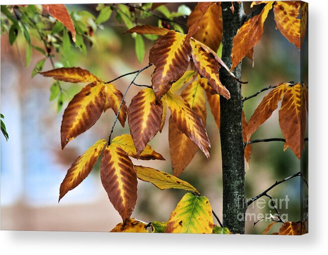 Fall Acrylic Print featuring the photograph Brown Yellow Leaves by Stan Reckard