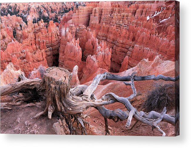 Scenics Acrylic Print featuring the photograph Bryce Canyon Landscape With Old Stub On by Rezus