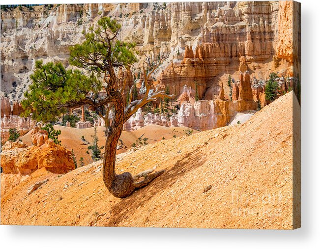 Usa Acrylic Print featuring the photograph Bryce Canyon NP by Juergen Klust