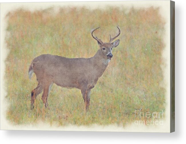 Whitetail Deer Acrylic Print featuring the photograph Buck in field by Dan Friend