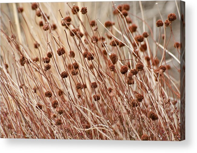 Buckwheat Acrylic Print featuring the photograph Buckwheat Ballet by Jean Booth