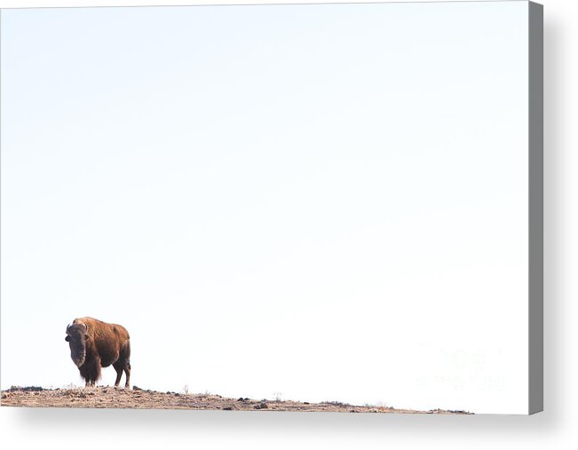 Buffalo Acrylic Print featuring the photograph Buffalo Country by James BO Insogna