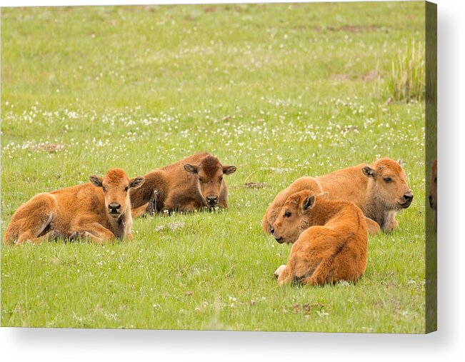 Red Dog Acrylic Print featuring the photograph Buffalo Daycare by Natural Focal Point Photography