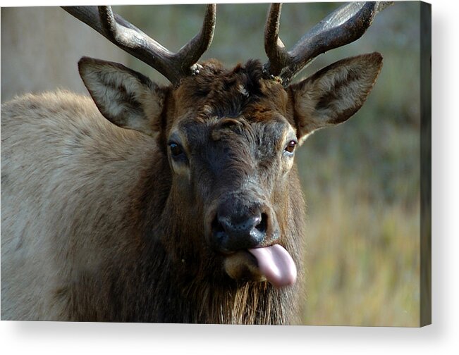 Photography Acrylic Print featuring the photograph Bull Elk Raspberries by Lee Kirchhevel