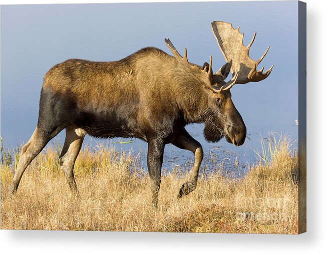 00440969 Acrylic Print featuring the photograph Bull Moose in Denali by Yva Momatiuk John Eastcott