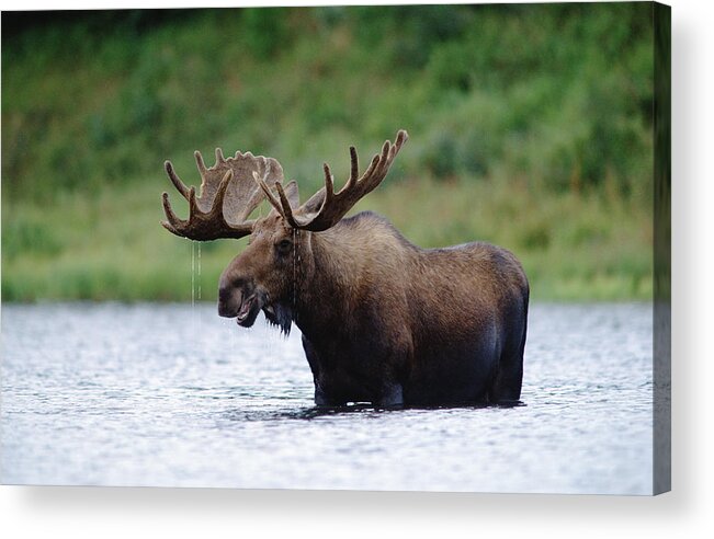 Feb0514 Acrylic Print featuring the photograph Bull Moose Feeding In Lake North America by Tim Fitzharris